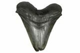 Fossil Megalodon Tooth - Feeding Worn Tip #186043-1